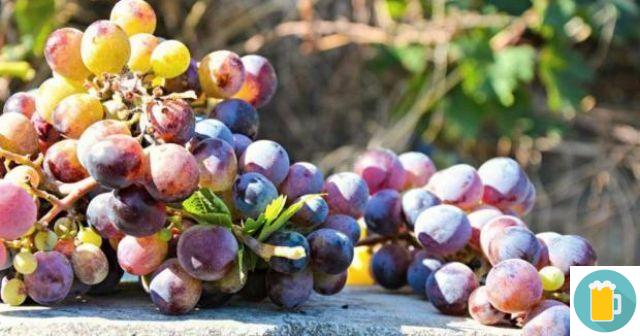 The stages of winemaking