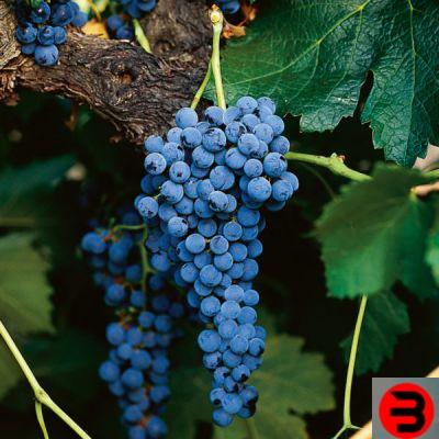 Information on Vitignio Merlot