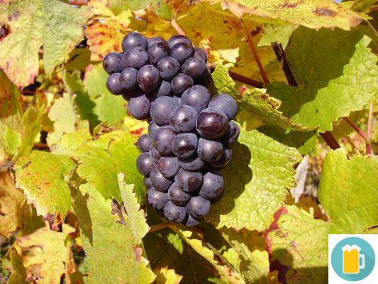 La uva Pinot Noir