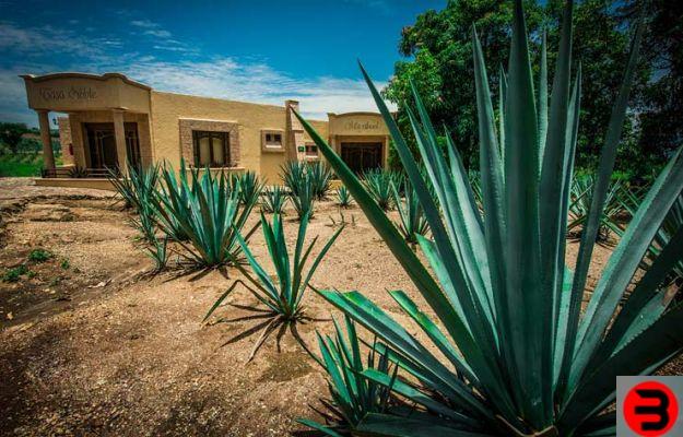 Tequila et Mezcal: caractéristiques et différences des spiritueux mexicains