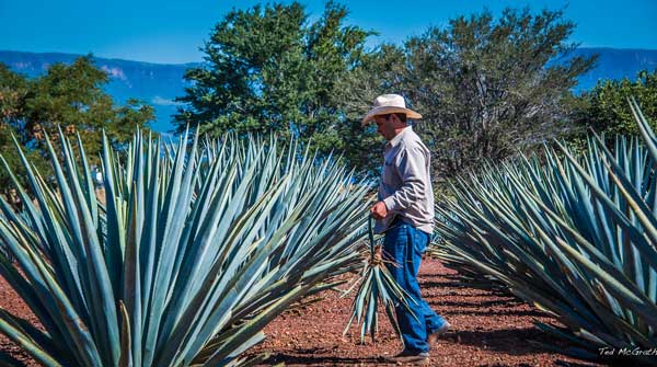 Mejor tequila: el 5 TOP + la historia [RANKING 2021]