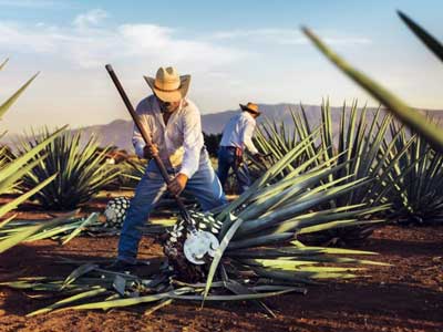 Meilleure tequila: les 5 TOP + l'histoire [RANKING 2021]