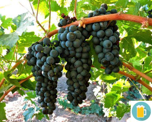 The Zinfandel grape