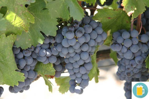 The Malbech grape