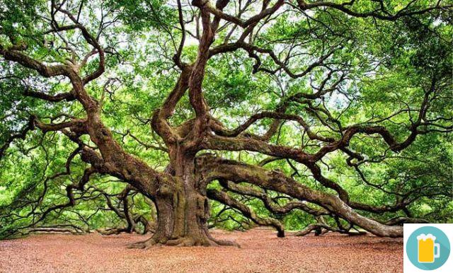 Como os vários tipos de madeira, eles influenciam o uísque