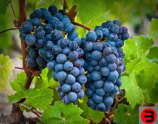 Informações sobre a uva Cabernet Franc