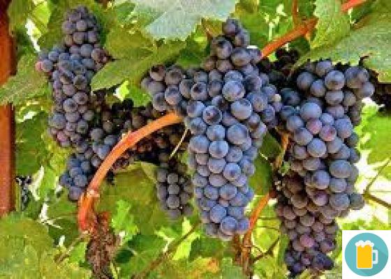 The Petit Verdot grape