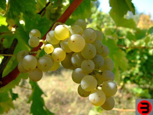 A uva Pinot Bianco