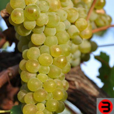 The Viognier grape