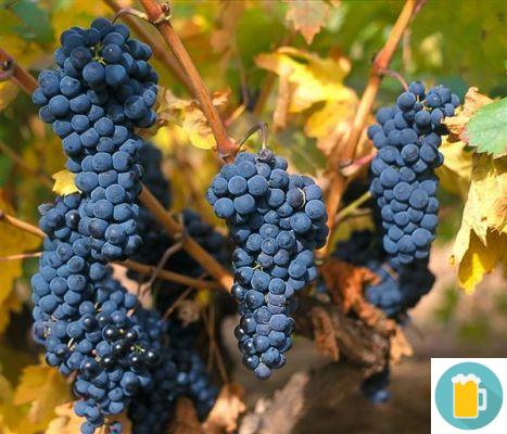 The Tempranillo grape