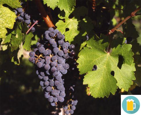 The Cabernet Sauvignon grape