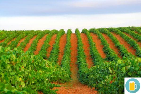 What is viticulture